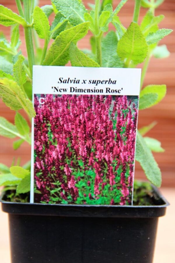 Szałwia wspaniała (Salvia x superba New Dimension Rose)