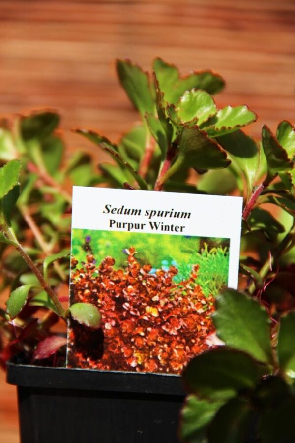 Rozchodnik kaukaski (Sedum spurium Purpur Winter)