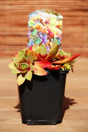 Rojnik (łac. Sempervivum)