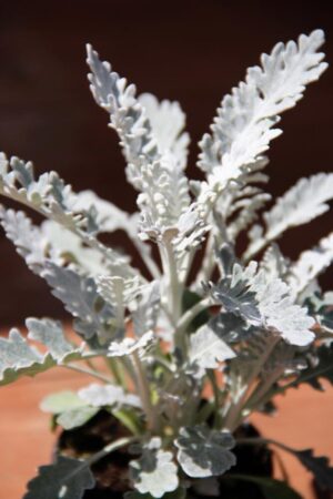 Starzec popielny (łac. Senecio cineraria)