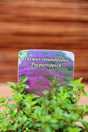 Macierzanka (Thymus rotundifolius Purpurteppich)