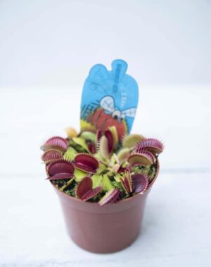 040-01321 Muchołówka (łac. Dionaea muscipula)