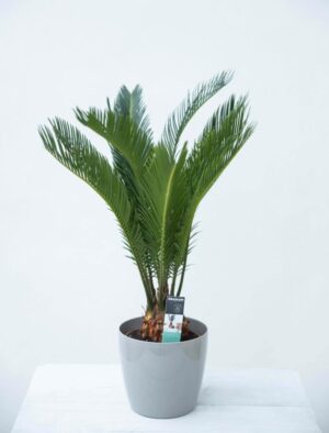 Sagowiec wygięty (Cycas revoluta) 040-02974 CYCAS REVOLUTA H60 P14 (2)