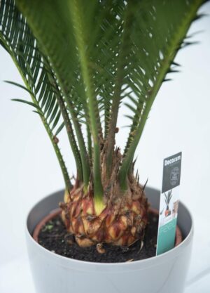 Sagowiec wygięty (Cycas revoluta) 040-02974 CYCAS REVOLUTA H60 P14 (3)