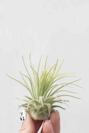 Szczegóły załączonego pliku 040-03039-TILLANDSIA-MAGNUSIANA