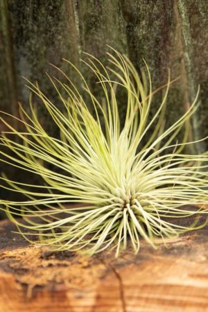 040-03039 Tillandsia Magnusiana (2)
