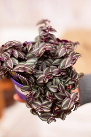 040-03043 Tradescantia purple passion P12