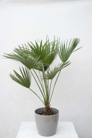 Karłatka niska (łac. Chamaerops humilis)