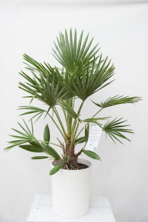 040-03093 CHAMAEROPS HUMILIS