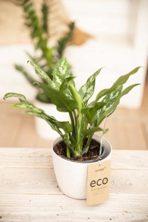 040-04443 Aglaonema maria P8