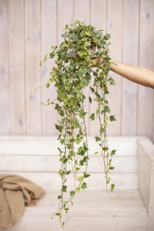 040-04511 HEDERA EVA P13