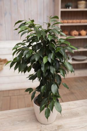 040-04621 Ficus benj. danielle