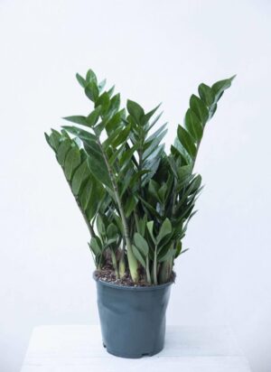 040-04653 Zamiokulkas zamiolistny (łac. Zamioculcas zamiifolia)