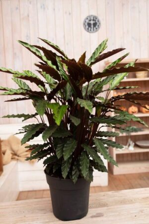 40-04658 Calathea ruf. wavestar P27 H90