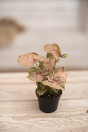 040-04673 SYNGONIUM NEON ROBUSTA P7 H20