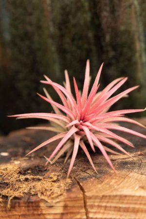 040-04685 Tillandsia ionantha P5 H7 (2)