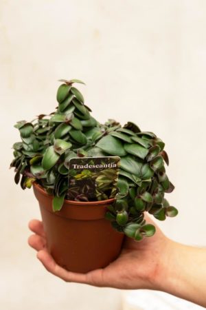 040-04687 Tradescantia Hijau Baru P12