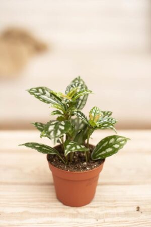 040-04703 PILEA CADIEREI H10 P508