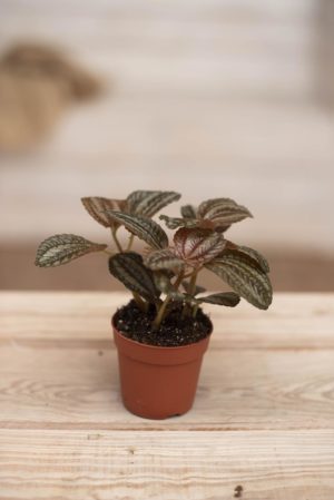 040-04705 PILEA SPR. SILVER TREE H5 P7