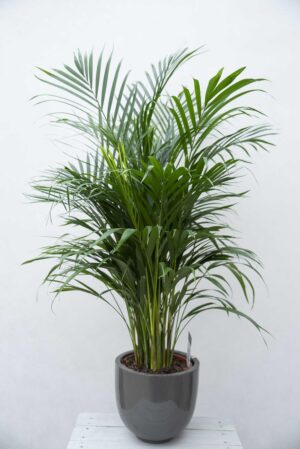 Palma Areka (łac. Dypsis Lutescens 'Areca')