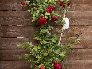 710-22573 Rosa 'Santana