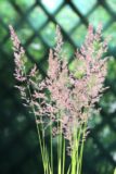 Trzcinnik ostrokwiatowy 'Overdam' (łac. Calamagrostis × acutiflora 'Overdam')