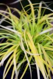 Turzyca oszimska 'Everillo' (łac. Carex oshimensis 'Everillo')
