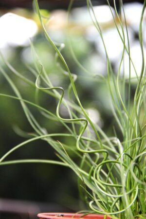 Juncus spiralis