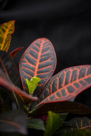 Kroton ‘Petra’ (Codiaeum Variegatum ‘Petra’)