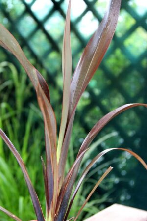 Len nowozelandzki (Phormium tenax)