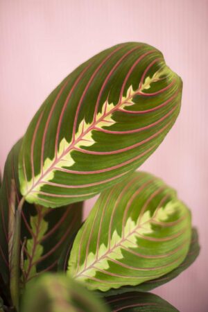 Maranta ‘Fascinator’ (Maranta Leuconeura ‘Fascinator’)