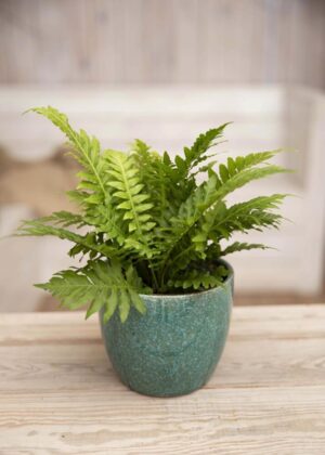 040-02300 BLECHNUM GIB. SILVER LADY H30 P12