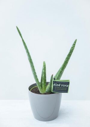 Aloes zwyczajny aloe vera 32 cm