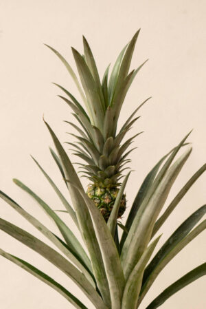 040-02702 ANANAS CHAMPACA H50 P14 (2)
