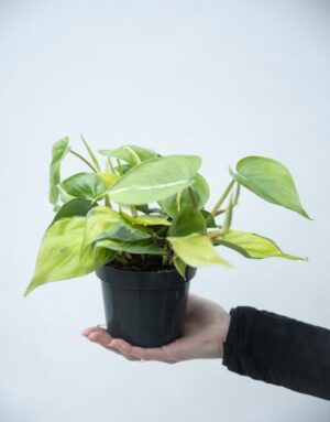 040-02918 Filodendron pnący 'Brasil' (Philodendron scandens 'Brasil')