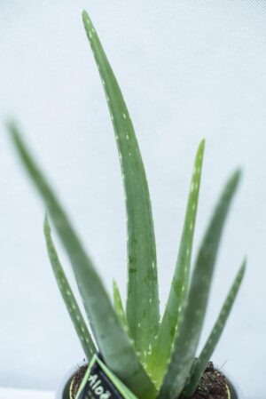 Aloes zwyczajny aloe vera