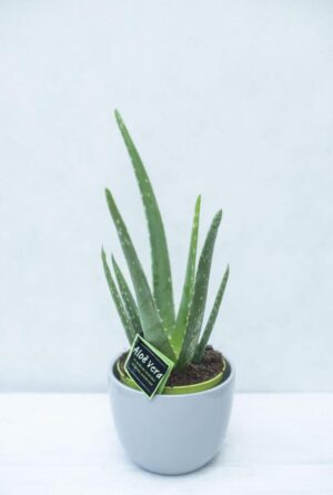 Aloes zwyczajny aloe vera