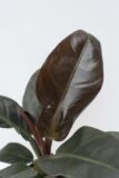040-04537-PHILODENDRON-IMPERIAL-RED-H45-P14-2.jpg