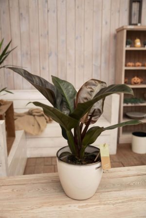 040-04537 PHILODENDRON IMPERIAL RED H45 P14