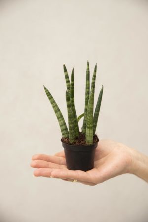 040-04554 SANSEVIERIA CYL.ROCKET H16 P6