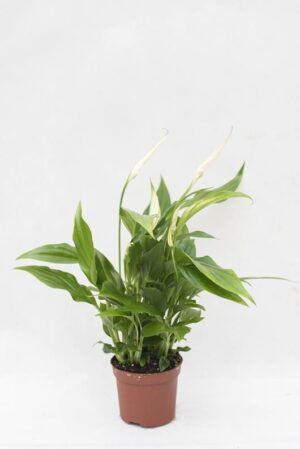040-04576 SPATHIPHYLLUM PEARL CUPIDO H35 P9 (1)(1)