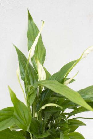 040-04576 SPATHIPHYLLUM PEARL CUPIDO H35 P9 (2)(1)