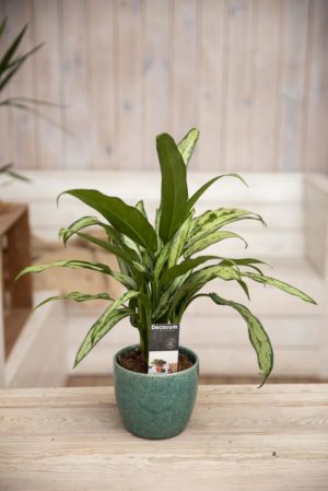 040-04707 AGLAONEMA CUTLASS H30 P12