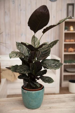 040-04711 CALATHEA SANDERIANA H75 P19