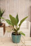 040-04714 PHILODENDRON FATBOY YELLOW H55 P19