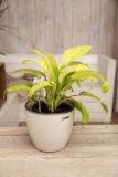 040-04716 PHILODENDRON LAY GOLD H50 P15