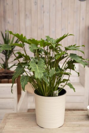 040-04720 PHILODENDRON XANADU H60 P19