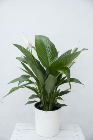 Skrzydłokwiat 'Bingo Cupido' (łac. Spathiphyllum 'Bingo Cupido') (1)