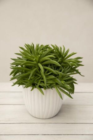 040-04733 PEPEROMIA HAPPY-BEAN H15 P510