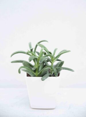 Curio repens (łac. Senecio serpens) BLUE (1)